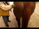 Nasıl Atlar İçin Bakımı: Nasıl Damat A At Nalı Vücut Resim 3