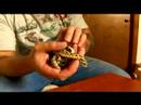 Nasıl Hognoz Yılanları Bakımı: Hognoz Snake Bilgi Resim 3