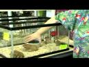 Tank Tutan Bir Hamster Yapmak: Aksesuar Bir Hamster Deposuna Ekleme Resim 3