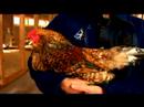 Anlayış Tavuk Ve Yumurta: Güney Amerika Mavi-Yumurta Tavuk Resim 4