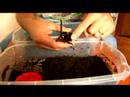 Chaco Altın Diz Tarantula İçin Evde Beslenen Hayvan Örümcek Keyif: Nasıl Evde Beslenen Hayvan Chaco Zehirli Örümcekler Dostum Resim 4