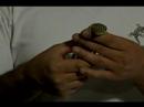 Gecko Kertenkele Bakımı Nasıl Yapılır : Hasta Kertenkeleler İçin Bakımı Nasıl  Resim 4