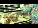 Tank Tutan Bir Hamster Yapmak: Aksesuar Bir Hamster Deposuna Ekleme Resim 4