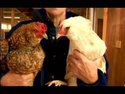 Anlama Tavuk Ve Yumurta: Tavuk Ve Horozlar Arasındaki Farkı