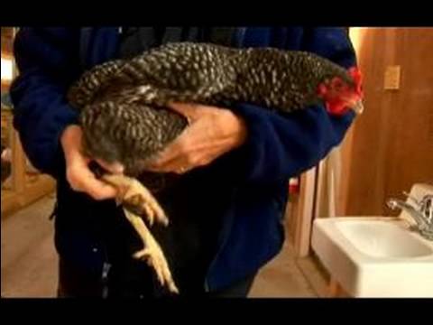 Anlayış Tavuk Ve Yumurta: Çubuklu Rock Tavuk