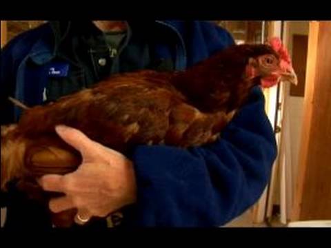 Anlayış Tavuk Ve Yumurta: Rhode Island Kırmızı Tavuk