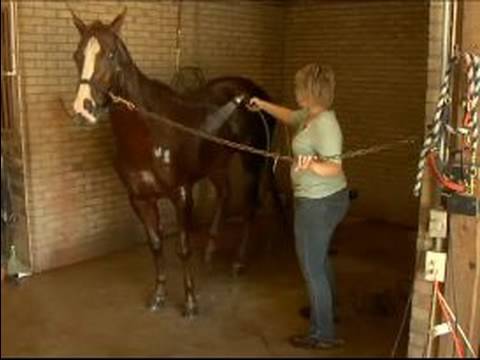 Atını Banyo Nasıl Yapılır : Su, Pt 2 İle Bir At Yıkayın Nasıl 