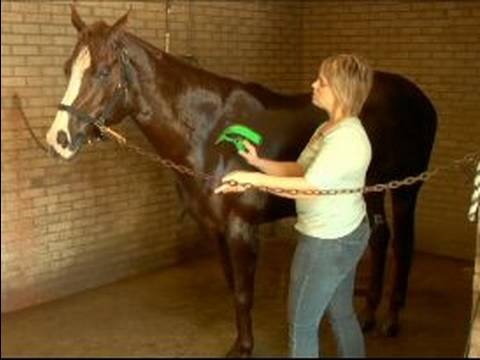 Atını Yıkanmak İçin Nasıl : Bir At Sabun Ve Su Kazımak İçin Nasıl 