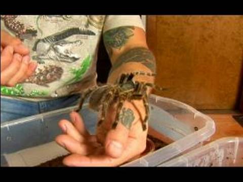 Chaco Altın Diz Tarantula İçin Evde Beslenen Hayvan Örümcek Keyif: Evde Beslenen Hayvan Chaco Tarantula Yaşam Alanları