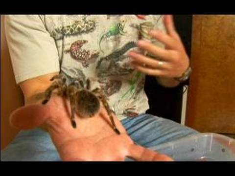 Chaco Altın Diz Tarantula İçin Evde Beslenen Hayvan Örümcek Keyif: Nasıl Bir Evde Beslenen Hayvan Chaco Tarantula Seçmek İçin