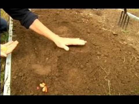 Temel Bahçe İpuçları : Nasıl Bitki Tohumları Doğru Yolu 