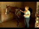 Atını Banyo Nasıl Yapılır : Su, Pt 2 İle Bir At Yıkayın Nasıl 