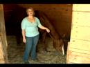 Birkaç İpuçları Basic İçin At Bakım: Atlar Ve Veteriner