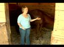 Birkaç İpuçları Basic İçin At Bakım: Nasıl Bir At Egzersiz
