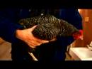 Anlayış Tavuk Ve Yumurta: Çubuklu Rock Tavuk Resim 3