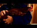 Anlayış Tavuk Ve Yumurta: Rhode Island Kırmızı Tavuk Resim 3