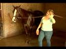 Atını Yıkanmak İçin Nasıl : Bir At Banyodan Sonra Bir Bitirme Fırça Nasıl Kullanılır  Resim 3