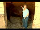 Birkaç İpuçları Basic İçin At Bakım: At Ayak Bakımı Resim 3
