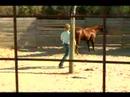 Birkaç İpuçları Basic İçin At Bakım: Nasıl Bir At Egzersiz İçin Hamle Resim 3