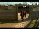 Birkaç İpuçları Basic İçin At Bakım: Nasıl Bir At Kendini Egzersiz Çıkmak İçin Resim 3