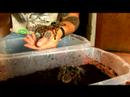 Chaco Altın Diz Tarantula İçin Evde Beslenen Hayvan Örümcek Keyif: Evde Beslenen Hayvan Chaco Tarantula Yaşam Alanları Resim 3