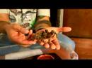 Chaco Altın Diz Tarantula İçin Evde Beslenen Hayvan Örümcek Keyif: İpuçları İçin Evde Beslenen Hayvan Chaco Tarantula Dökülme Resim 3