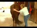 At Kuyruğu Uzantısı Nasıl : At Kuyruğu İçin Shiner & Detangler Nasıl Uygulanır  Resim 4
