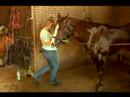 Atını Yıkanmak İçin Nasıl : Bir At Sabun Ve Su Kazımak İçin Nasıl  Resim 4