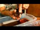 Chaco Altın Diz Tarantula İçin Evde Beslenen Hayvan Örümcek Keyif: Evde Beslenen Hayvan Chaco Tarantula Yaşam Alanları Resim 4