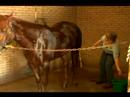 Senin At Yıkanmak Nasıl: Nasıl Bir At Kuyruğu Şampuan Resim 4