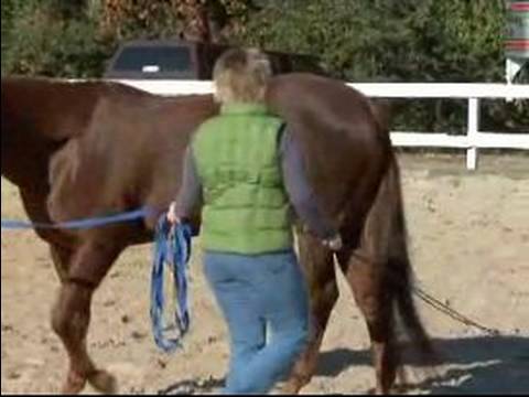 Atını Bir Çizgi Üzerinde Hamle İçin Eğitmek İçin Nasıl : Bir At Sürerken Bir Kırbaç Tutun Nasıl 