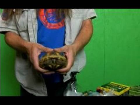 Her Şeyi Sürüngenler: Rus Tortioses: Rus Kaplumbağa Güvenli Bir Şekilde İşleme Resim 1