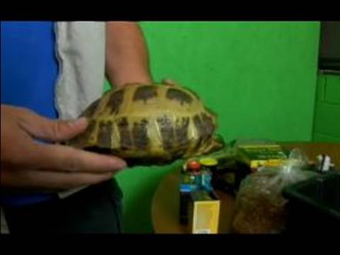 Her Şeyi Sürüngenler: Rus Tortioses: Rus Kaplumbağa Türleri Tarihi Hakkında