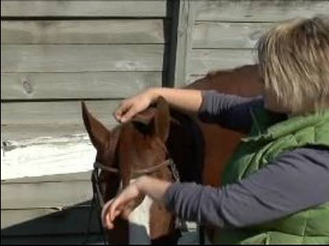 Nasıl Bir At İngiliz Tarzı Dizgin: Bir İngiliz Atı At Başlığı Taç Parçası Konumlandırma