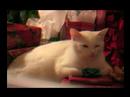 Erkek Arkadaş İçin Noel Hediye Fikirleri: Bir Erkek Satın Almak İçin Noel Hediyeleri: Bir Kedi