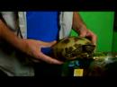 Her Şeyi Sürüngenler: Rus Tortioses: Rus Kaplumbağa Türleri Tarihi Hakkında