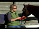 Ne Kadar Batılı Bir Eyer İle Atın Uygun : At Batı Tarzı Yüklemeyi Malzemeleri 