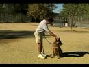 Temel Köpek Eğitim İpuçları: Nasıl Tren Bir Köpek İçin Come Otururken