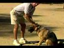 Temel Köpek Eğitim İpuçları: Nasıl Tren Bir Köpek Sallamak İçin