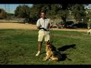 Temel Köpek Eğitim İpuçları: Nasıl Yürümek A Köpek