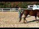 Atını Bir Çizgi Üzerinde Hamle İçin Eğitmek İçin Nasıl : Bir Çizgi Üzerinde Bir At Tırıs Nasıl  Resim 3
