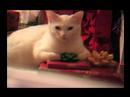 Erkek Arkadaş İçin Noel Hediye Fikirleri: Bir Erkek Satın Almak İçin Noel Hediyeleri: Bir Kedi Resim 3