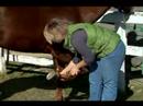 Nasıl Bir At Nalı Hooves Bakımı: Atın Toynakları İncelenmesi Resim 3