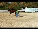 Atını Bir Çizgi Üzerinde Hamle İçin Eğitmek İçin Nasıl : Bir Çizgi Üzerinde Bir At Nasıl Durdurulur  Resim 4