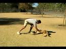 Temel Köpek Eğitim İpuçları: Nasıl Dinlenmek İçin Bir Köpek Yetiştirmek Resim 4