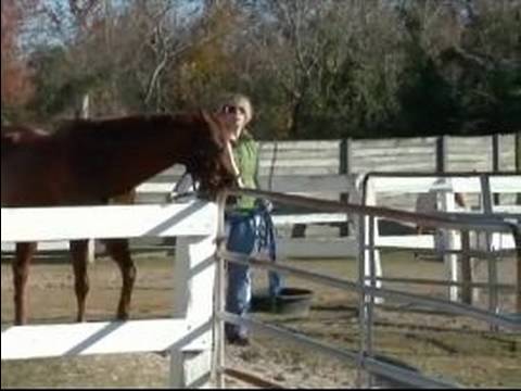 Atını Bir Çizgi Üzerinde Hamle İçin Eğitmek İçin Nasıl : Bir Çizgi Üzerinde Bir Kurşun At İçin Kamçı Kullanmayı 