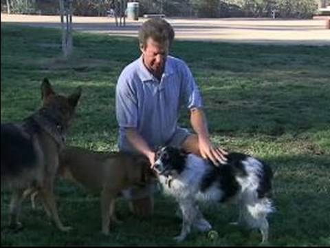 Border Collie Cinsi Köpek Hakkında İpuçları Gütme : Bir Köpek Eğitmeni Bilgileri  Resim 1