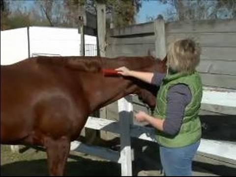 Nasıl Bir At Damat: Nasıl Bir At Nalı Yele Ve Kâkül Tarak