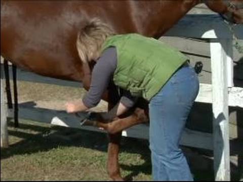 Nasıl Bir At Nalı Hooves Bakımı: Nasıl Bir İç Ayak Kremi Uygulayın