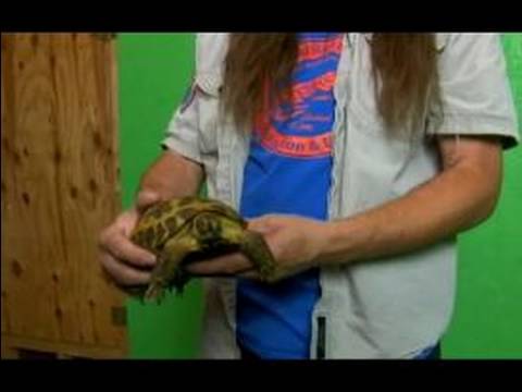 Rus Tortioses Sürüngenler Hakkında:: Sağlıklı Rus Kaplumbağa Örnek Seçme